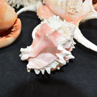 Lot of Beautiful Conch/Welk Shells, Coral, More