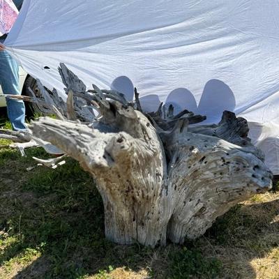 204 Large Driftwood Tree Stump Base