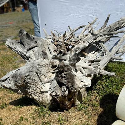 204 Large Driftwood Tree Stump Base