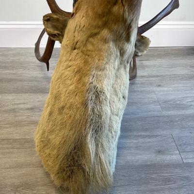 Deer Taxidermy