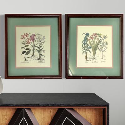 244 Pair of Framed Botanical Prints