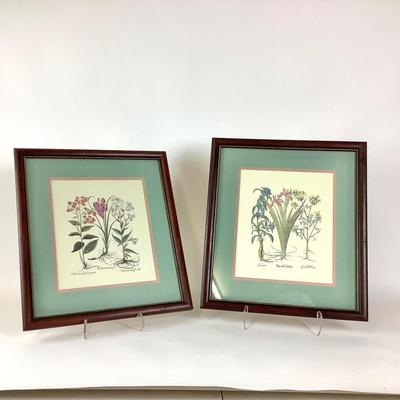 244 Pair of Framed Botanical Prints