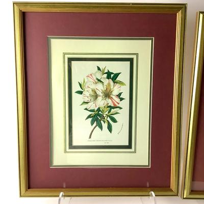 249 Four Floral Prints in Gilded Frames