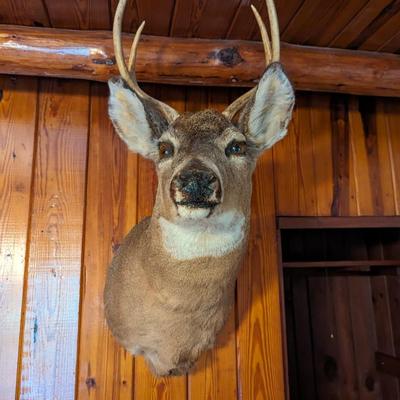 Taxidermy 4 Point Deer