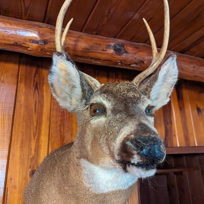 Taxidermy 4 Point Deer