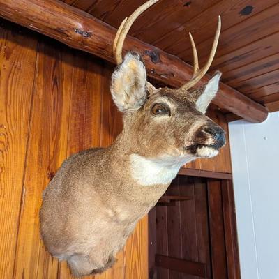 Taxidermy 4 Point Deer