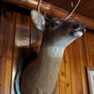 Taxidermy 4 Point Deer
