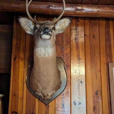 Taxidermy 4 Point Deer