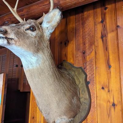Taxidermy 4 Point Deer
