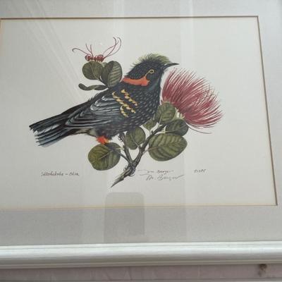 Hawaiin birds framed art
