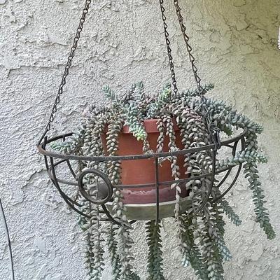 Potted Plant Lot #6 - Donkey tail succulent plant in pot hanging metal basket