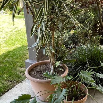 Potted plants Lot #8 Two Potted Plants