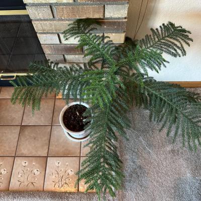 LIVE & HEALTHY FERN PLANT