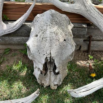 HUGE ANTLERS AND SKULL