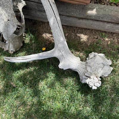 HUGE ANTLERS AND SKULL
