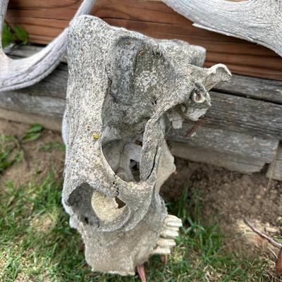 HUGE ANTLERS AND SKULL