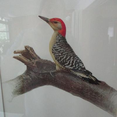 J. F. Lansdowne Birds Red-Bellied Woodpecker Print