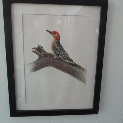 J. F. Lansdowne Birds Red-Bellied Woodpecker Print
