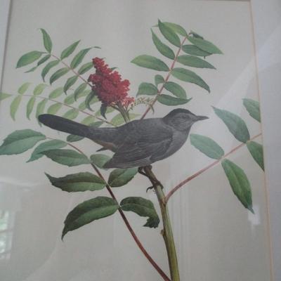 J. F. Lansdowne Bird Print