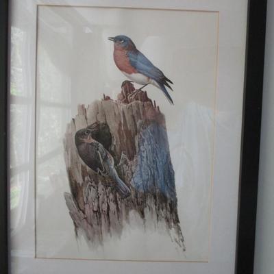 J. F. Lansdowne Birds Bluebirds Print