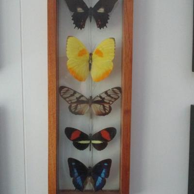 Butterfly Collection