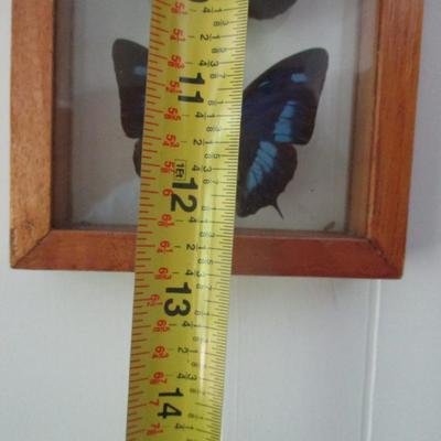 Butterfly Collection