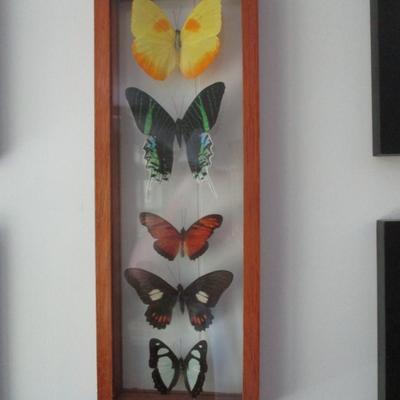 Butterfly Collection