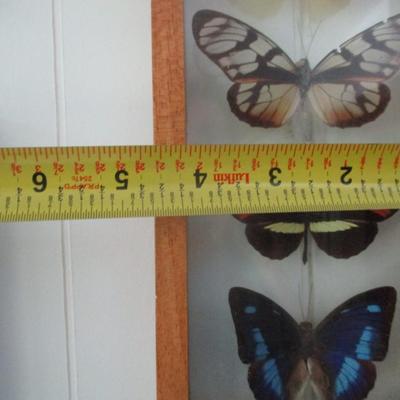 Butterfly Collection