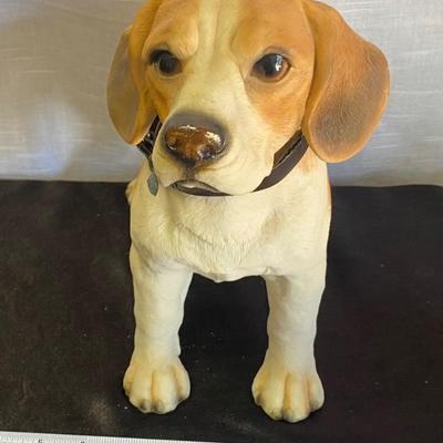 Beagle Dog