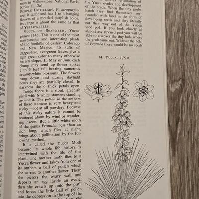 Handbook of Rocky Mountain Plants Book