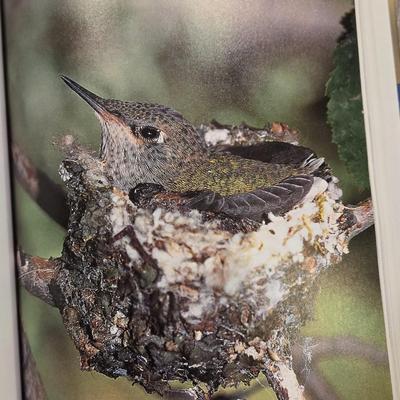 Attracting Butterflies & Hummingbirdsto Your Backyard