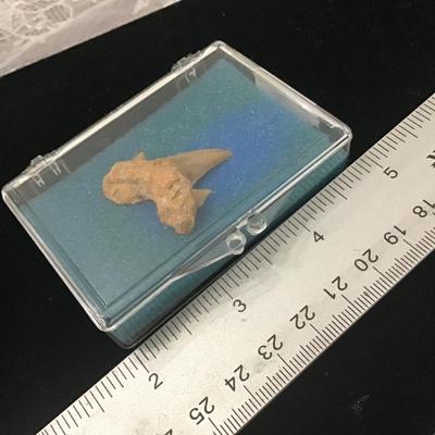 Vintage Souvenir Fossil Shark Tooth
