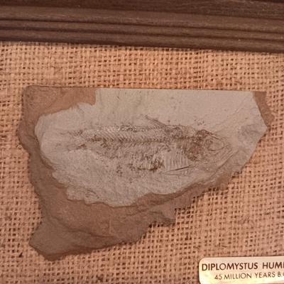 DIPLOMYSTUS HUMILUS 45 MILLION YEARS B.C.
