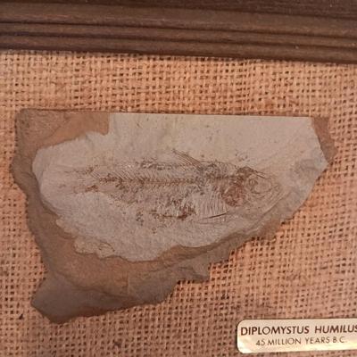 DIPLOMYSTUS HUMILUS 45 MILLION YEARS B.C.