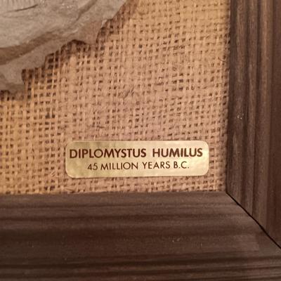 DIPLOMYSTUS HUMILUS 45 MILLION YEARS B.C.