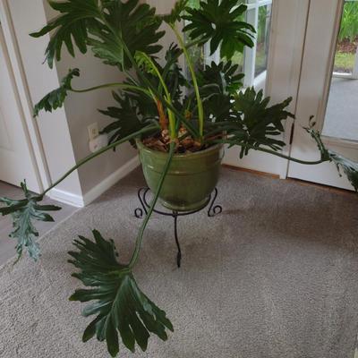 Split-leaf Philodendron Live Plant in Glazed Ceramic Pot and Metal Plant Stand
