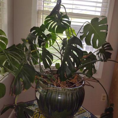 Split-Leaf Philodendron Live Plant in Glazed Ceramic Pot