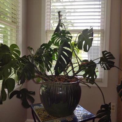 Split-Leaf Philodendron Live Plant in Glazed Ceramic Pot