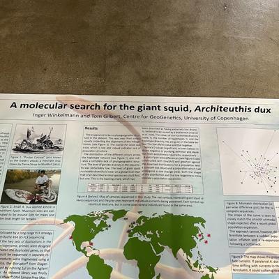 A Molecular Search For The Giant Squid, Architeuthis Dux