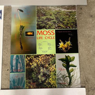 Ascomycetes, Zygomycetes, Basidiomycetes & Moss Life Cycle