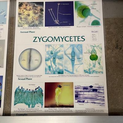 Ascomycetes, Zygomycetes, Basidiomycetes & Moss Life Cycle