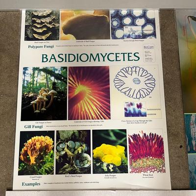 Ascomycetes, Zygomycetes, Basidiomycetes & Moss Life Cycle