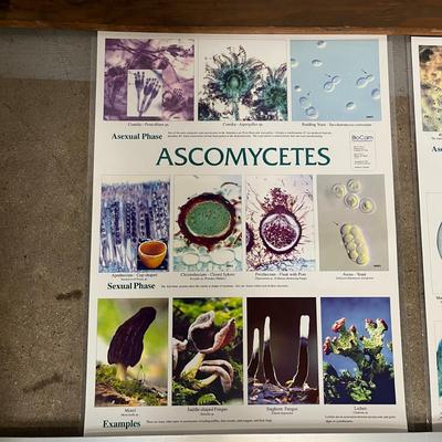 Ascomycetes, Zygomycetes, Basidiomycetes & Moss Life Cycle