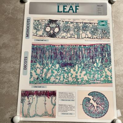 Pine Life Cycle, Histology Of The Leaf, Lily Life Cycle & Fern Life Cycle