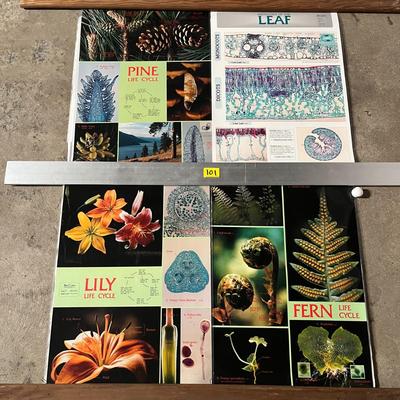 Pine Life Cycle, Histology Of The Leaf, Lily Life Cycle & Fern Life Cycle