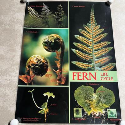 Pine Life Cycle, Histology Of The Leaf, Lily Life Cycle & Fern Life Cycle
