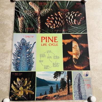 Pine Life Cycle, Histology Of The Leaf, Lily Life Cycle & Fern Life Cycle