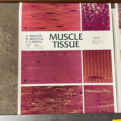 Muscle Tissue, Nervous Tissue, Epithelial Tissue & Connective Tissue