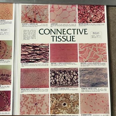 Muscle Tissue, Nervous Tissue, Epithelial Tissue & Connective Tissue