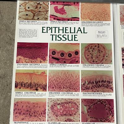 Muscle Tissue, Nervous Tissue, Epithelial Tissue & Connective Tissue
